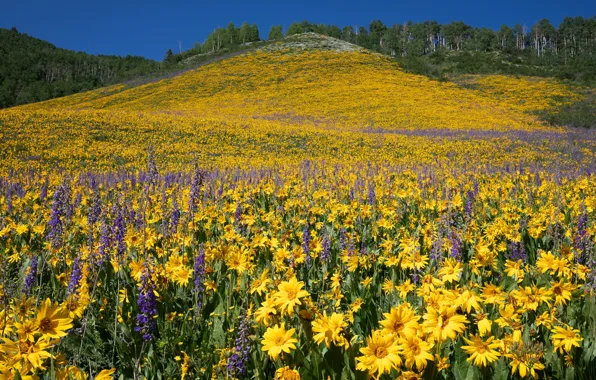 Picture forest, summer, the sky, flowers, mountains, yellow, nature, blue