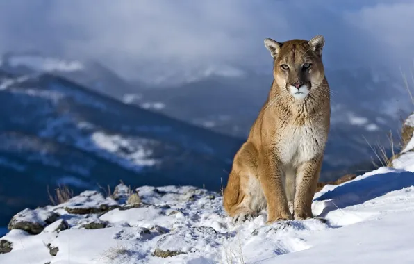 Picture look, snow, landscape, mountains, rock, curiosity, Puma, mountain lion