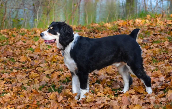 Autumn, leaves, dog