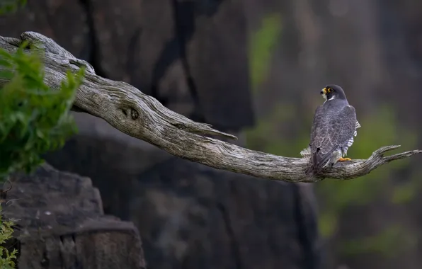 Bird, branch, Falcon