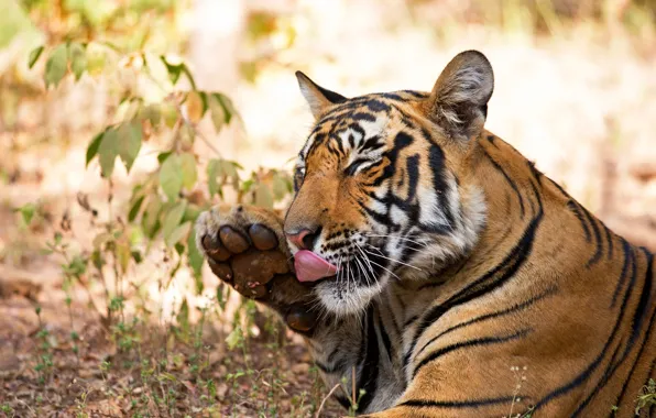 Language, face, leaves, tiger, pose, background, paw, wild cat
