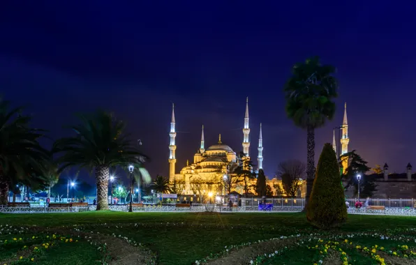 Picture night, the city, palm trees, photo, lawn, Cathedral, temple, mosque