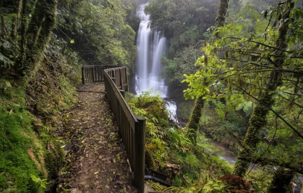Forest, trees, waterfall, New Zealand, cascade, New Zealand, Waitanguru Falls, Piopio