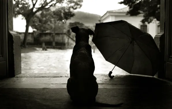 Picture style, umbrella, 152, yard, dog