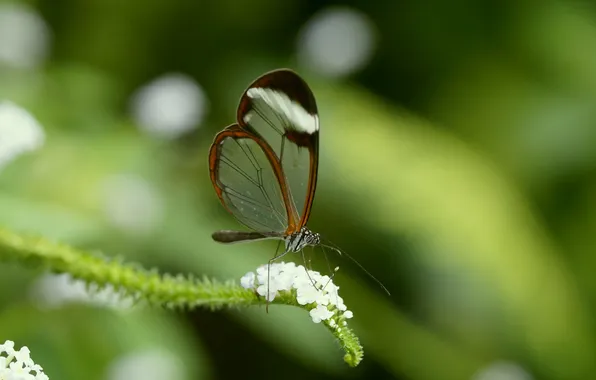 Leaves, microsemi, wings, Butterfly, insect, beautiful, closeup