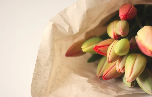 Flowers, tulips, buds