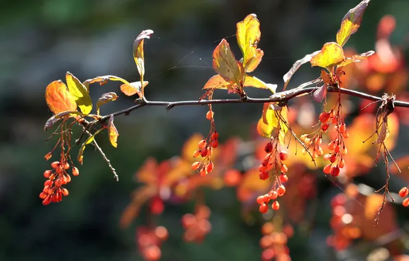 Picture autumn, macro, nature, branch