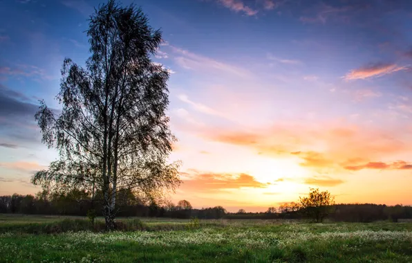 Field, sunset, spring, birch