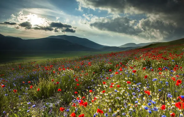 Picture field, flowers, mountains, nature