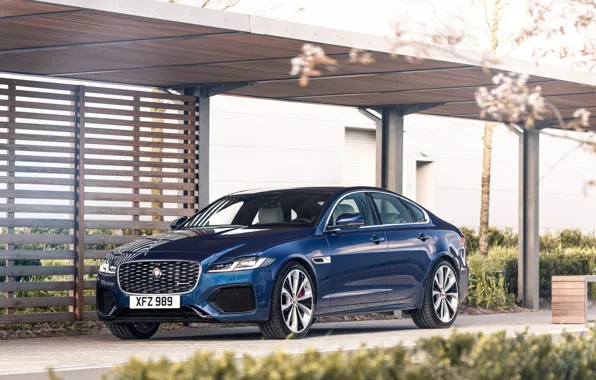 Blue, vegetation, Jaguar, sedan, Jaguar XF, 2020, XF