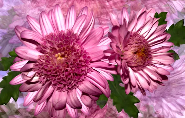 Graphics, kolor, flowers