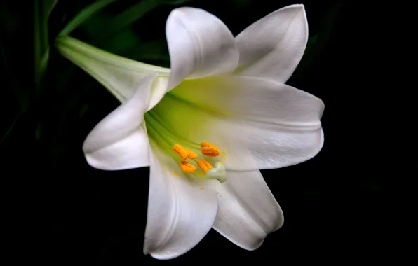 Picture macro, background, Lily, petals
