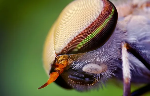 Picture eyes, macro, insects, nature, dragonfly, nature, eyes, macro