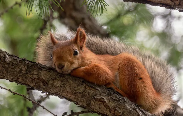 Stay, branch, protein, red, Marina Mochalova