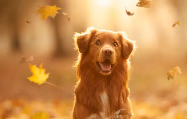 Autumn, dog, red, face, bokeh, Nova Scotia duck tolling Retriever, yellow leaves