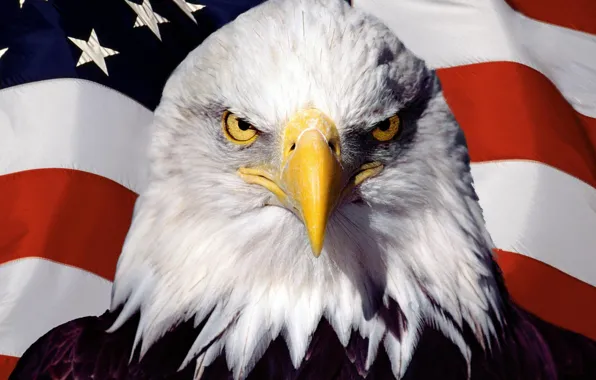 Bird, eagle, flag, America, USA