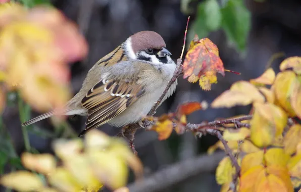 Picture autumn, nature, bird, foliage, branch, Sparrow