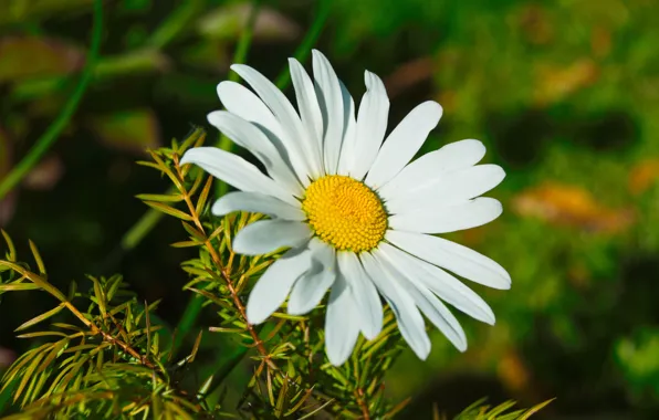Flower, flowers, plant, Daisy