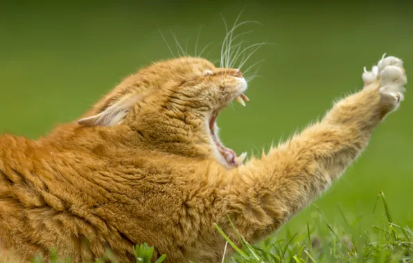 Cat, paw, red, yawns, potyagushki, red cat, yawn