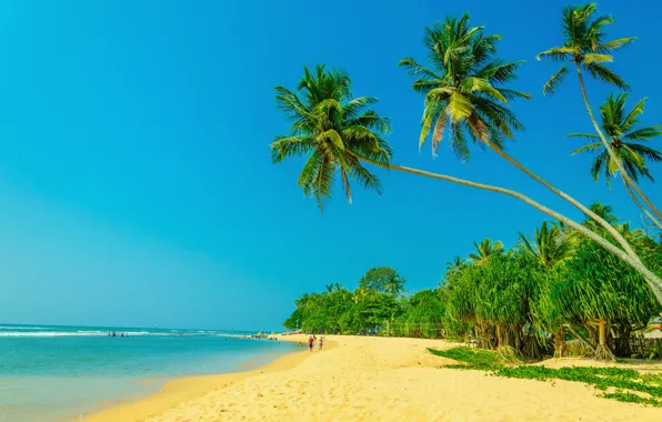 Sand, sea, beach, palm trees, shore, summer, beach, sea