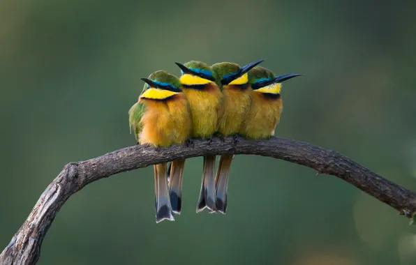 Color, branch, feathers, beak, tics