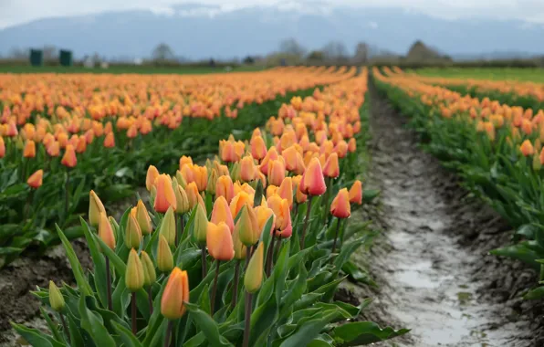 Field, drops, flowers, mountains, hills, spring, after the rain, tulips
