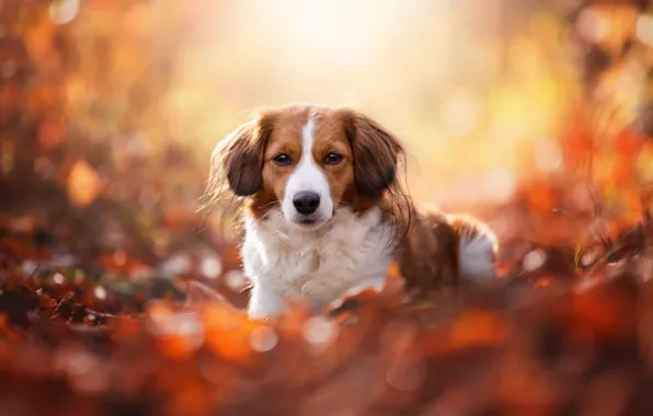 Autumn, look, face, leaves, light, yellow, nature, pose