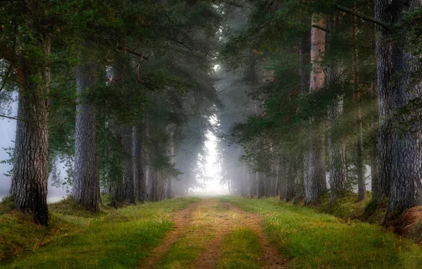 Picture road, forest, trees, Saint Petersburg, Russia, alley, path, Pavlovsk