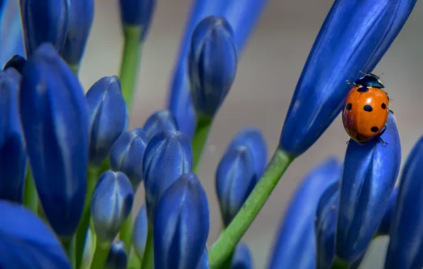 Picture macro, flowers, blue, background, blue, ladybug, beetle, crocuses