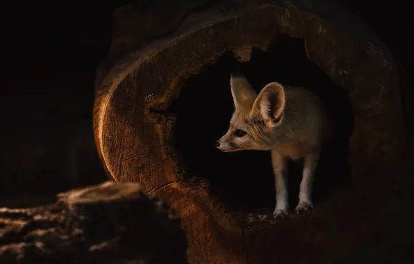 Picture look, face, darkness, the dark background, stump, hole, Fox, twilight