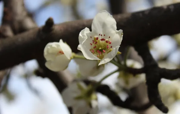 Branch, stamens, pear, white flowers, pedicel