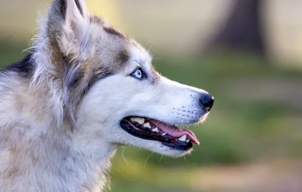Dog, animal, husky, pet