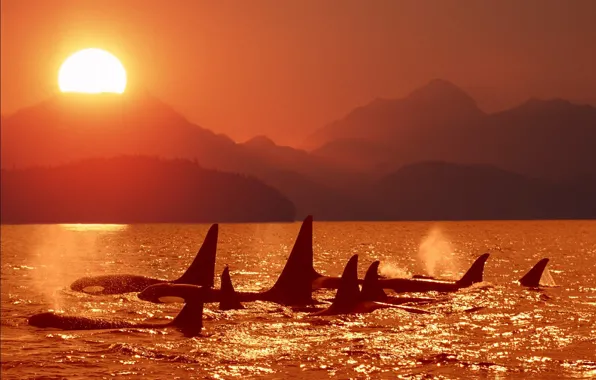 Sea, sunset, orca