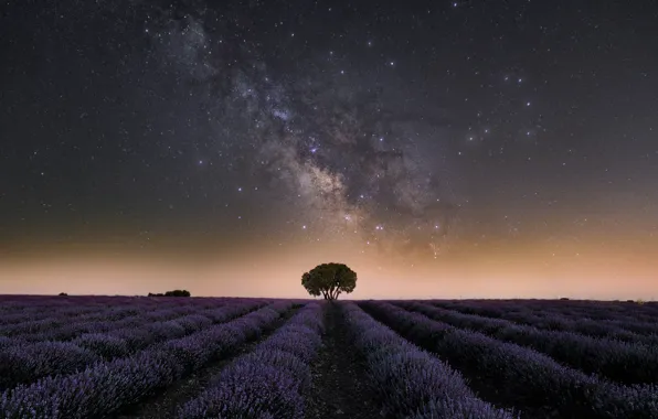 The sky, stars, flowers, night, tree, The milky way, the ranks, lavender