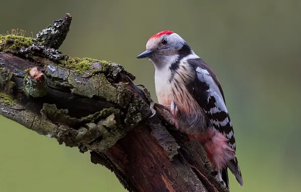 Picture nature, photo, tree, bird, woodpecker