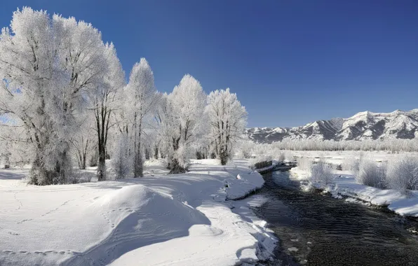Picture winter, frost, snow, trees, river, Nature