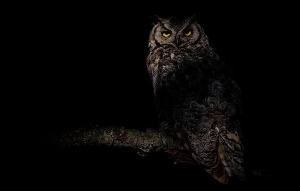 Picture look, light, branches, owl, bird, black background, owl
