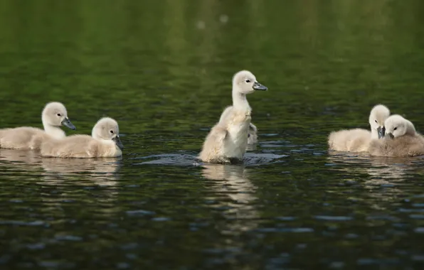 Picture the dark background, bird, baby, swans, Chicks, pond, flock, brood