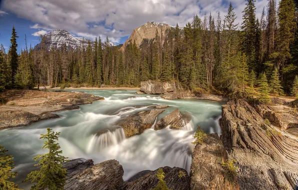 Forest, river, landscape, wild, Rocks