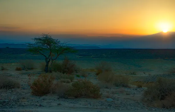 Tree, horizon, shrub, Shvartsman Evgeny, Dawn in the desert