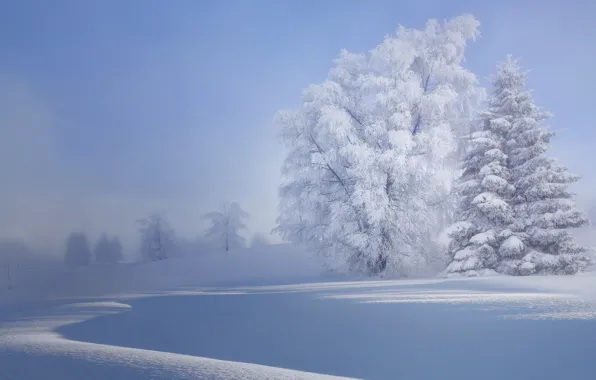 Winter, snow, trees, frost