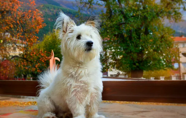 Picture Dog, Dog, The West highland white Terrier