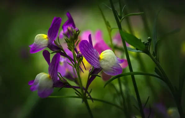 Picture flowers, spring, purple