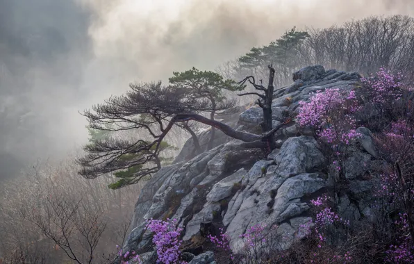 Flowers, mountains, branches, fog, stones, open, rocks, height