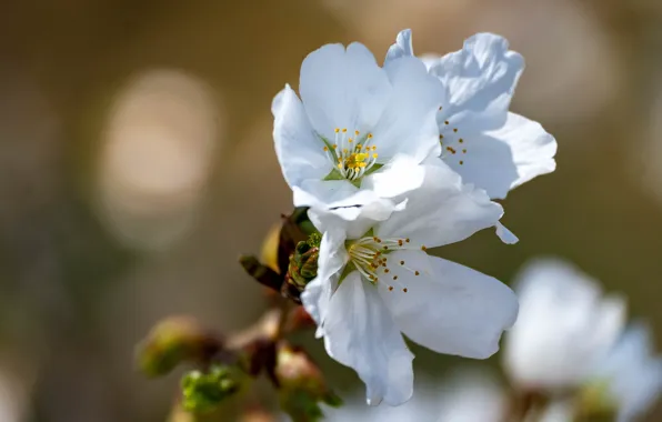Macro, light, flowers, cherry, branch, spring, white, trio