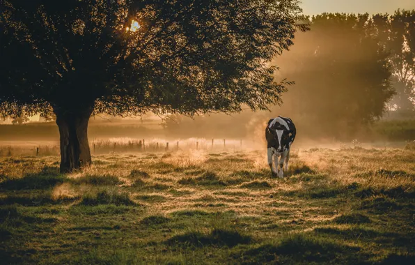 Fog, morning, cows