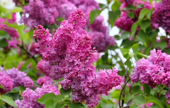 Picture nature, beauty, spring, may, flowering, lilac, cottage
