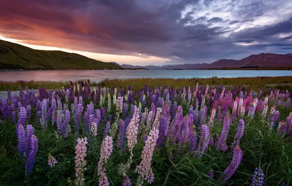 Picture field, sunset, lupins