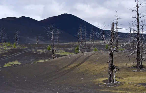 Picture trees, nature, Kamchatka