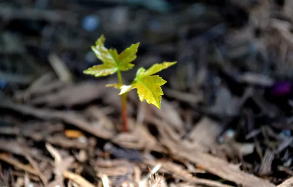 Forest, macro, sheet, green